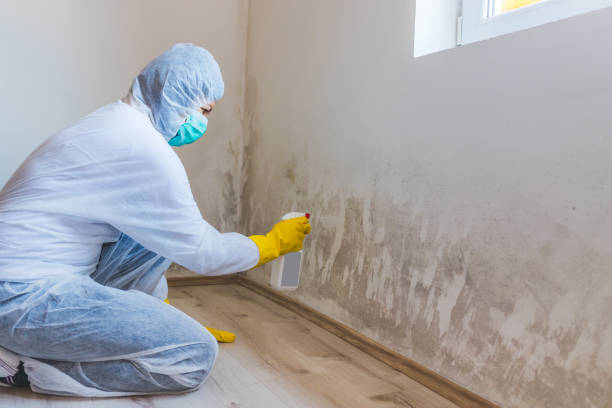 Black mold inspection in Rosedale
