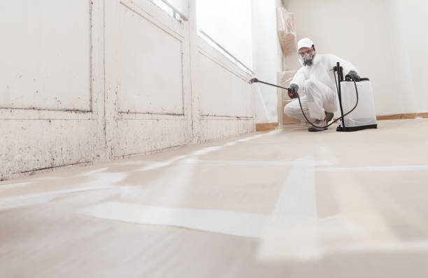 Black mold remediation team in Rosedale