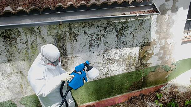 Mold Removal service in Rosedale